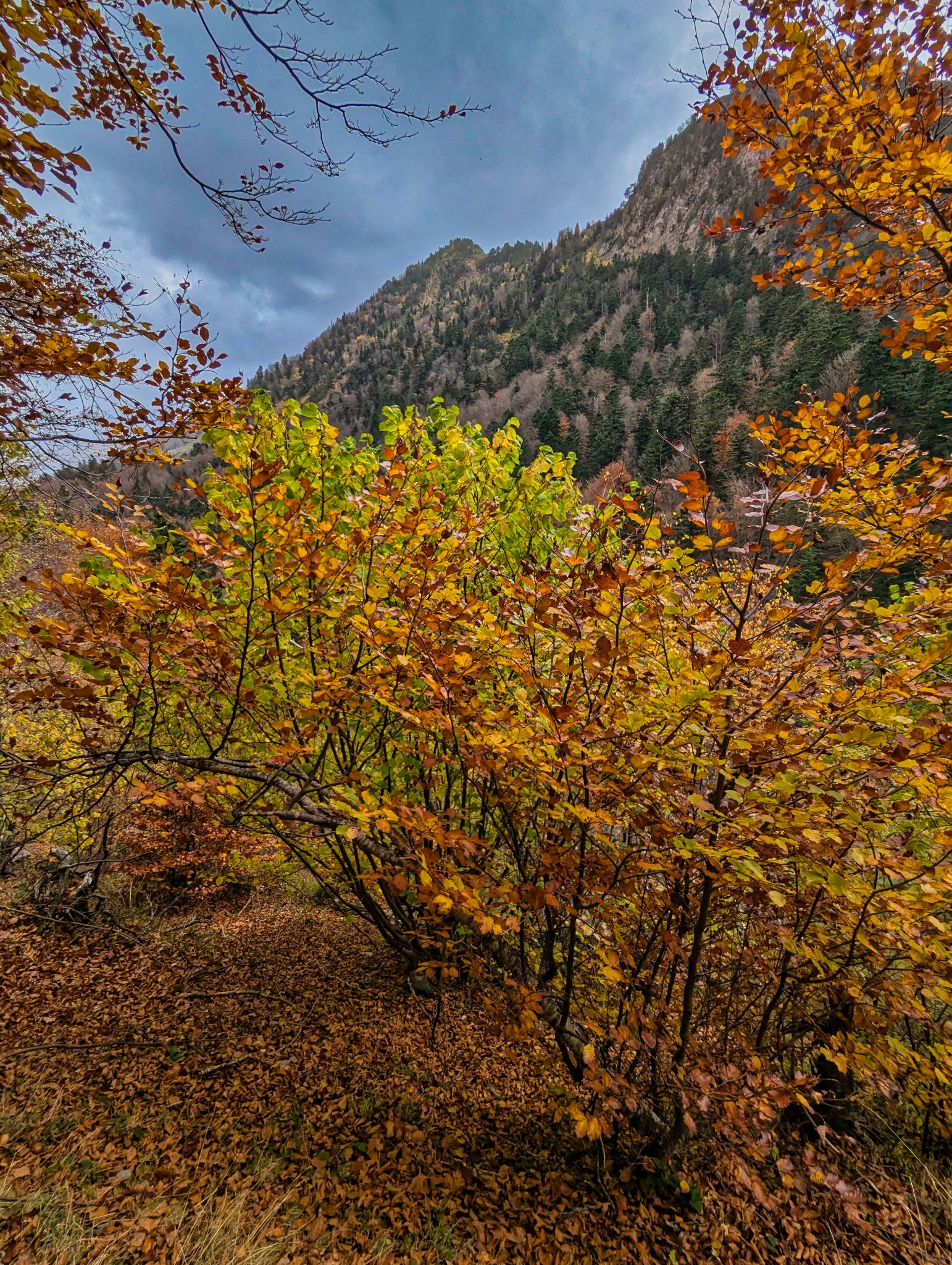 PXL 20241031 134304757