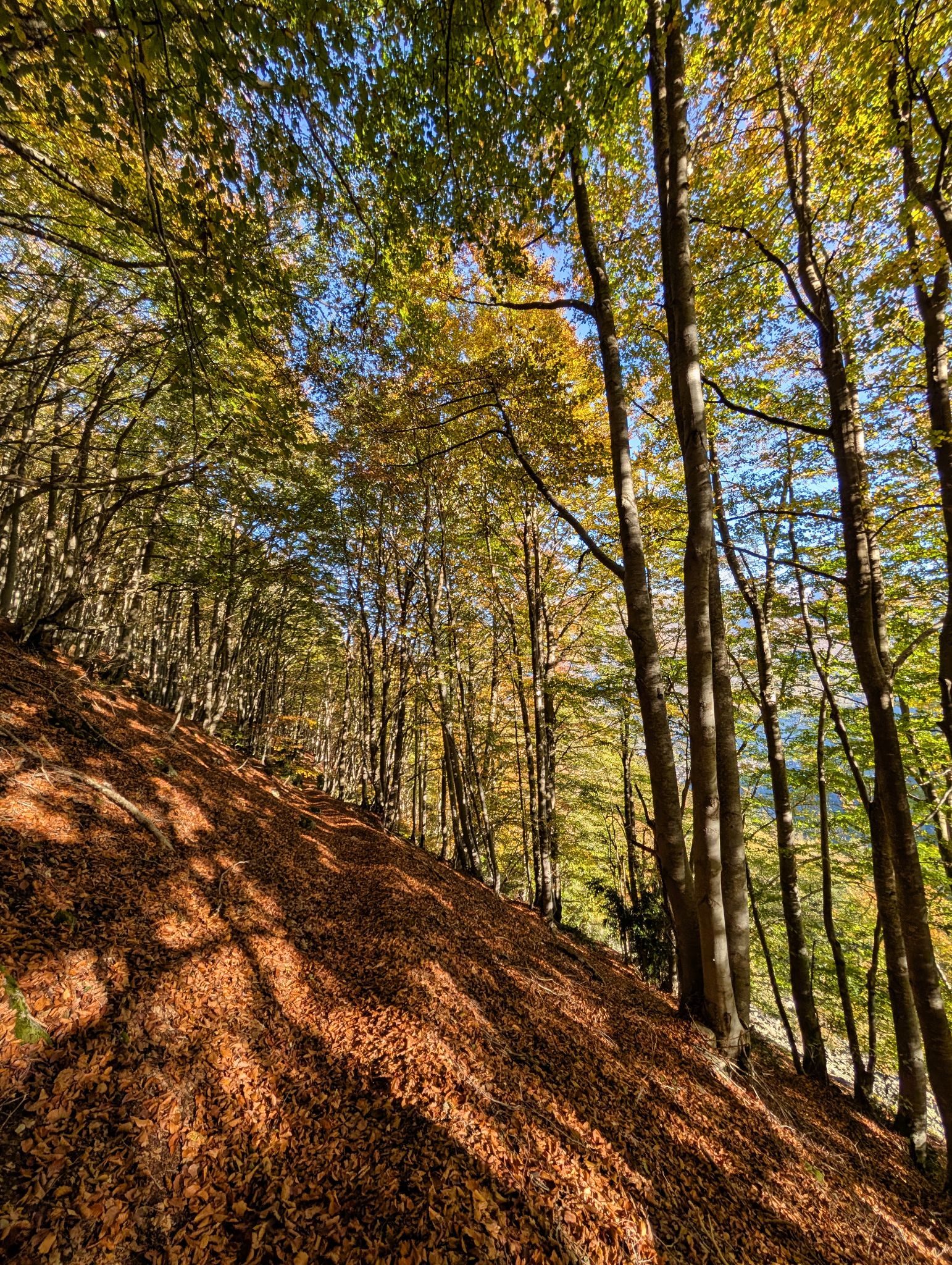 PXL 20251027 083744909