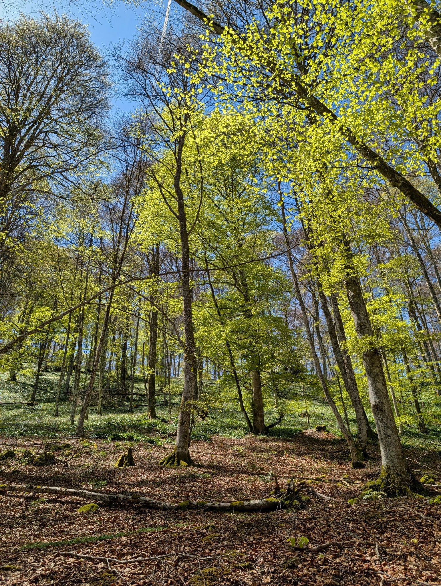 PXL 20250425 121510849