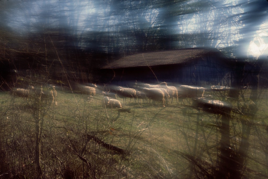 Parc baleau moutons 1