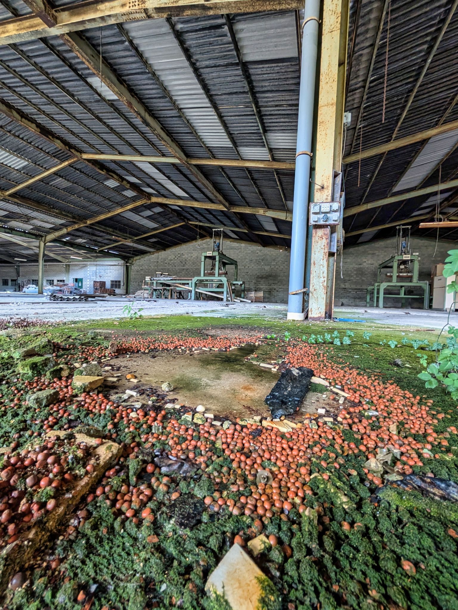 PXL 20251005 113429414