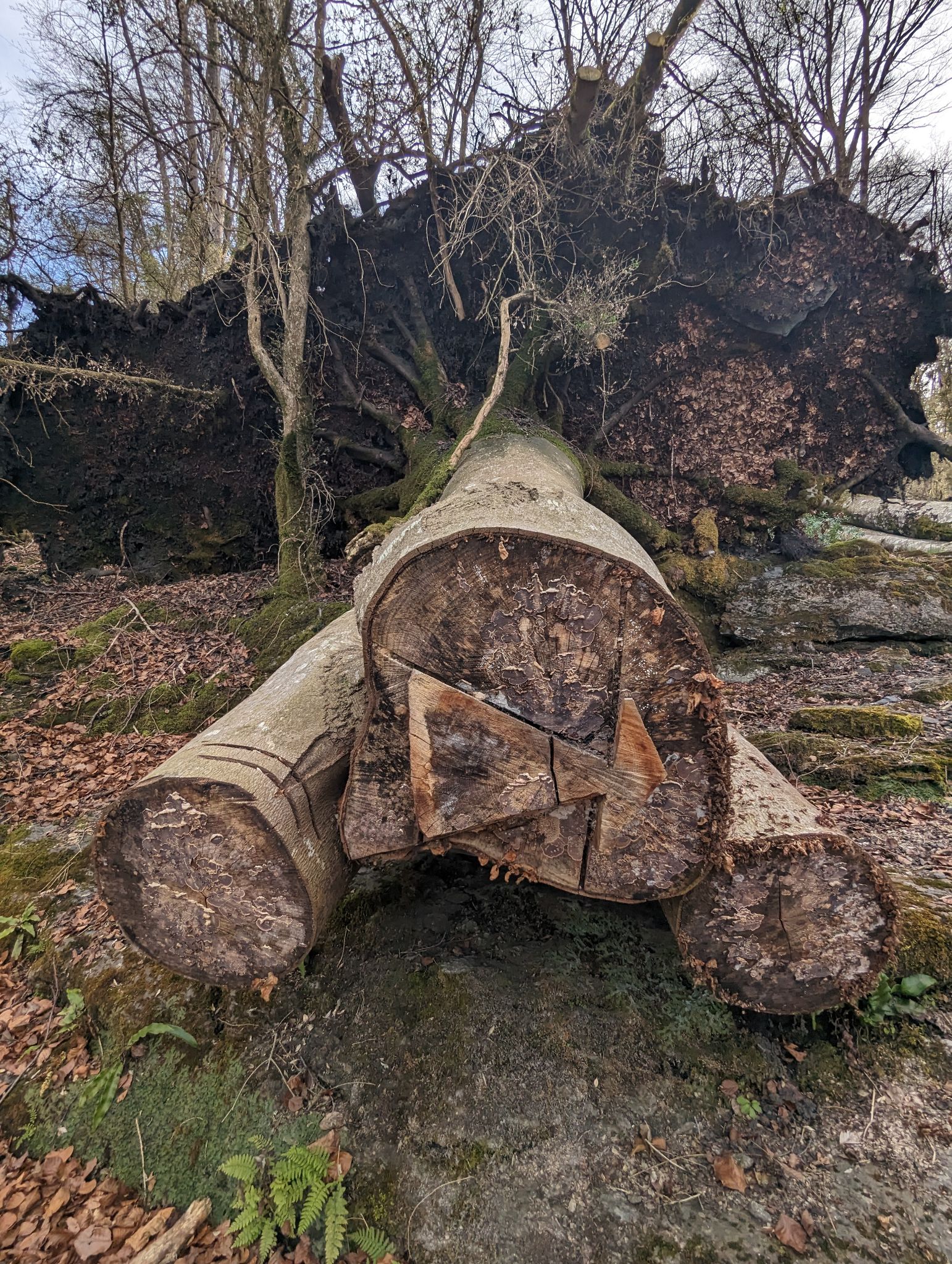 PXL 20240128 135004109