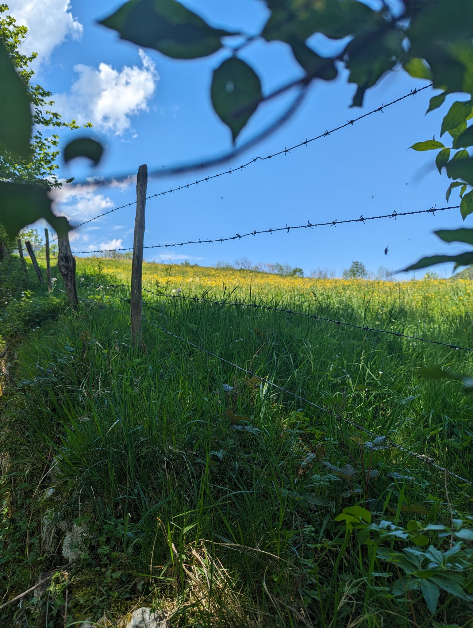 PXL 20240511 120958208.MP