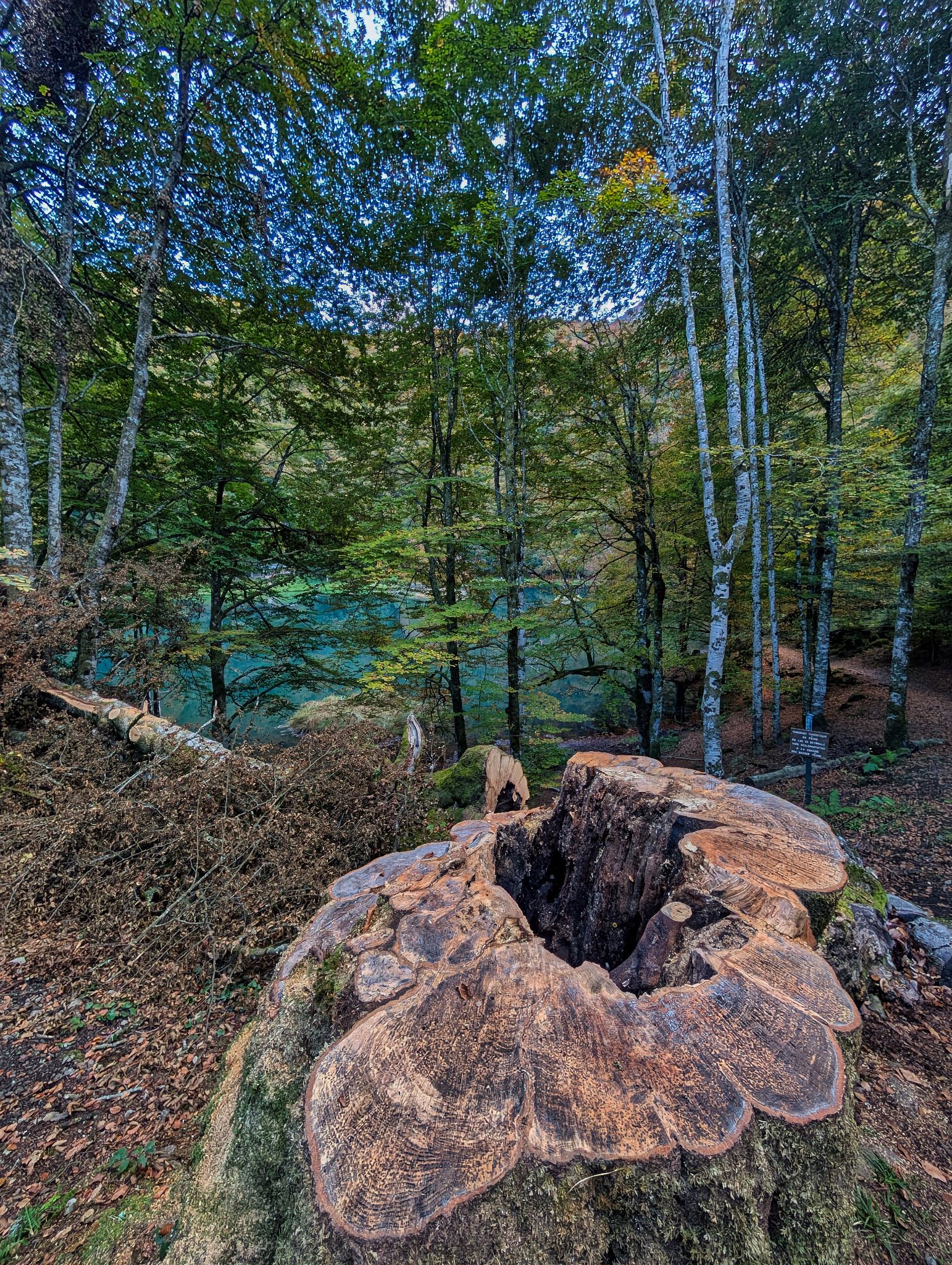 PXL 20251011 154215467