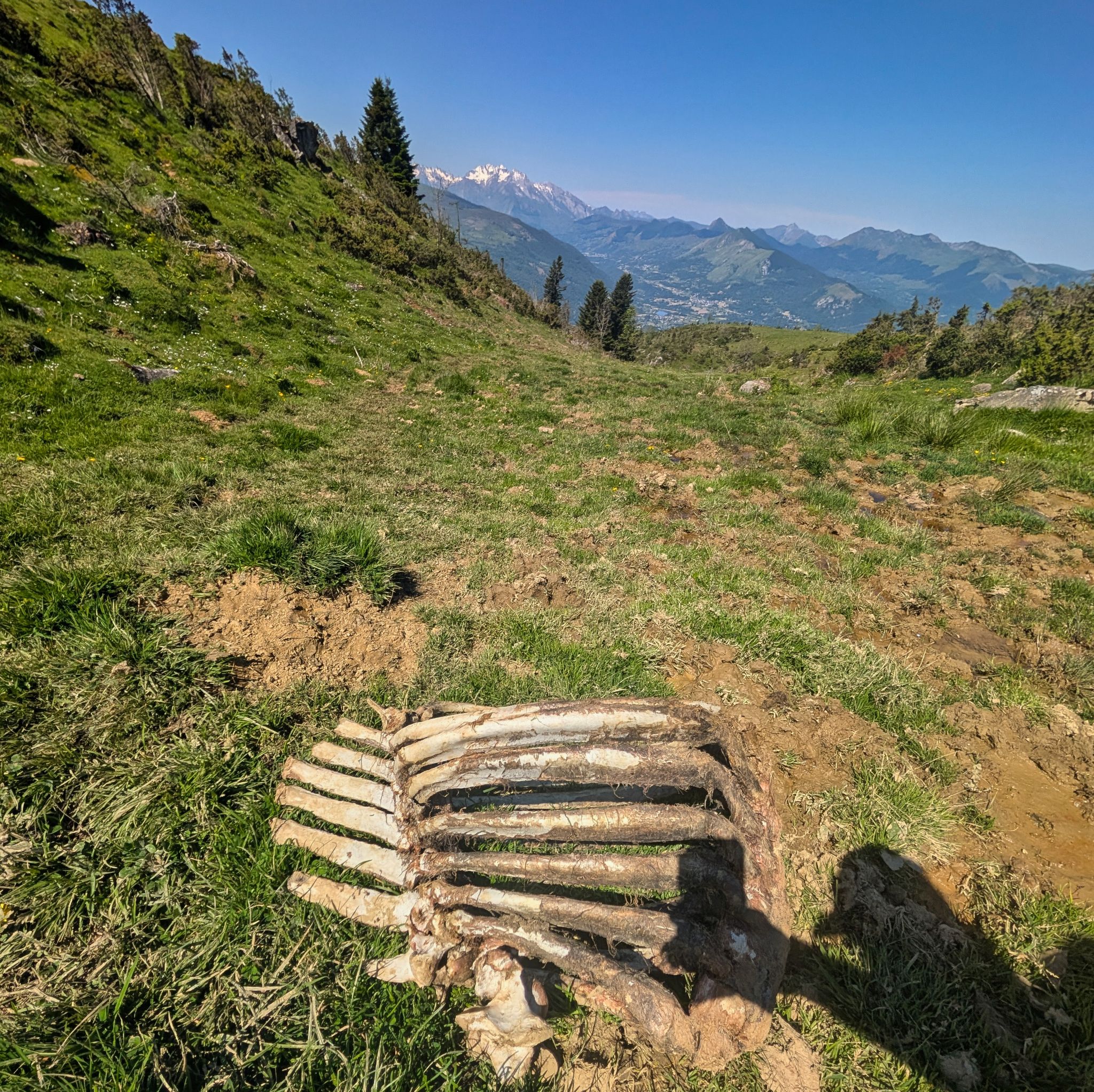 PXL 20250530 093621282