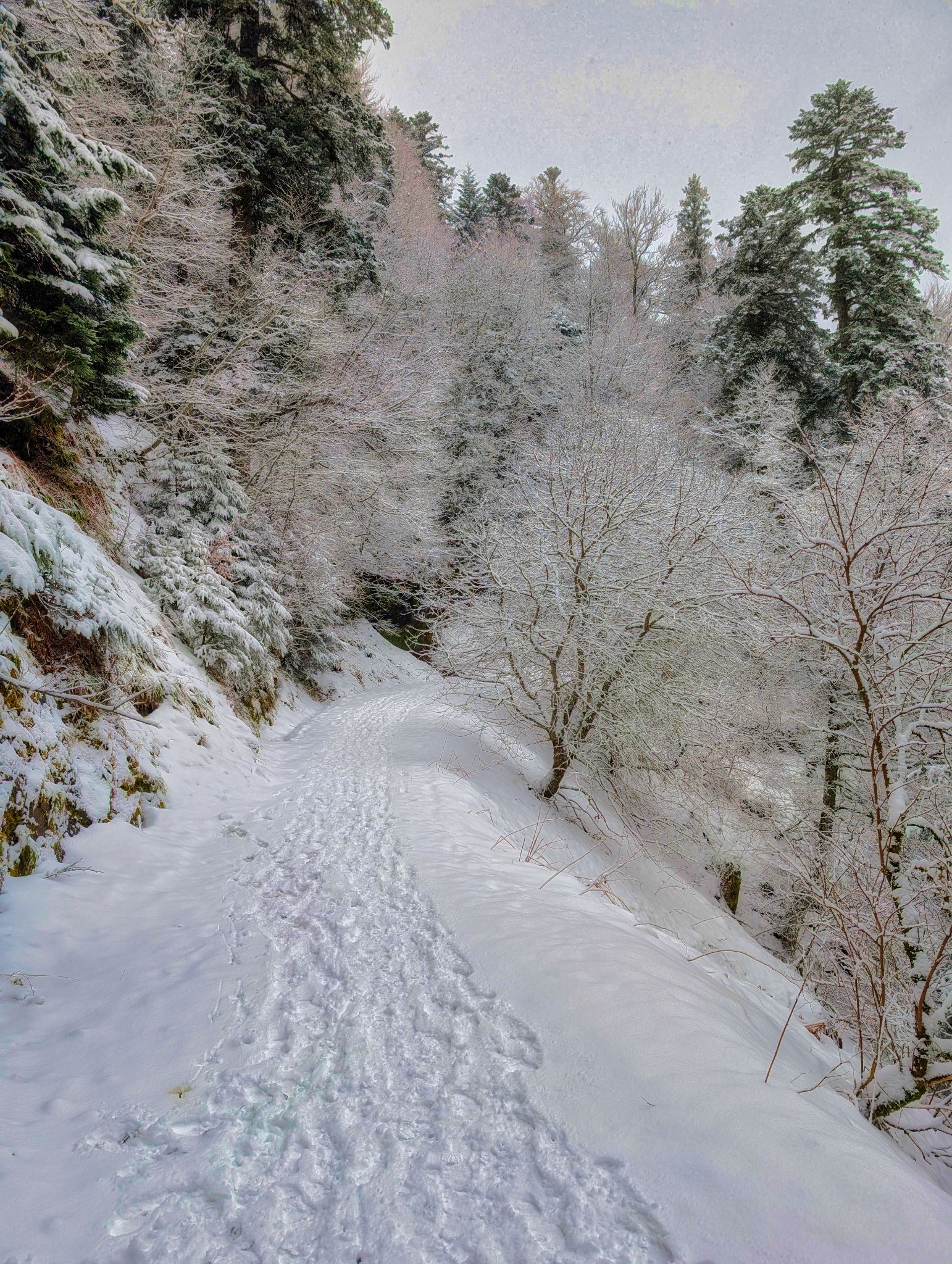 PXL 20250208 093317359