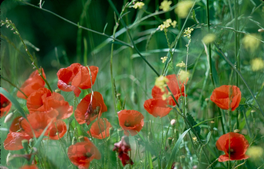 Coquelicot