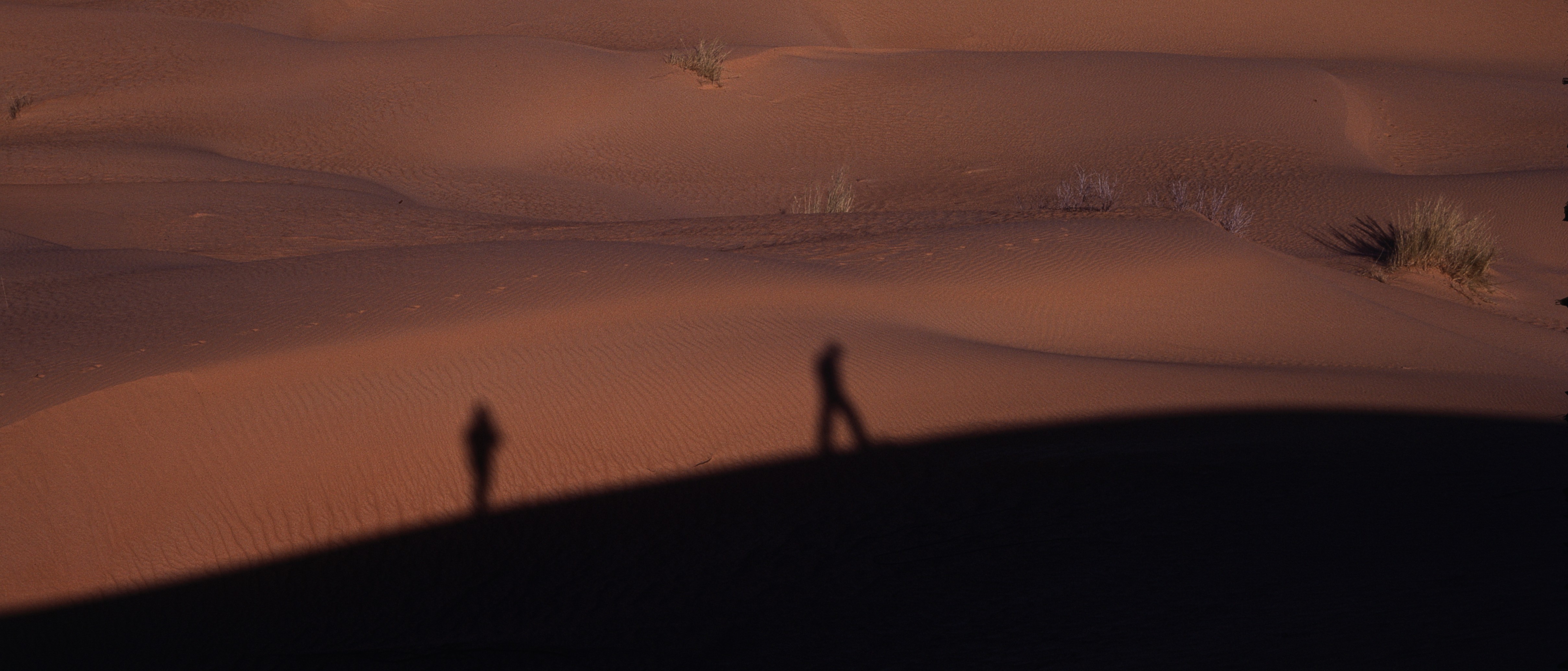 Sahara 13 1981
