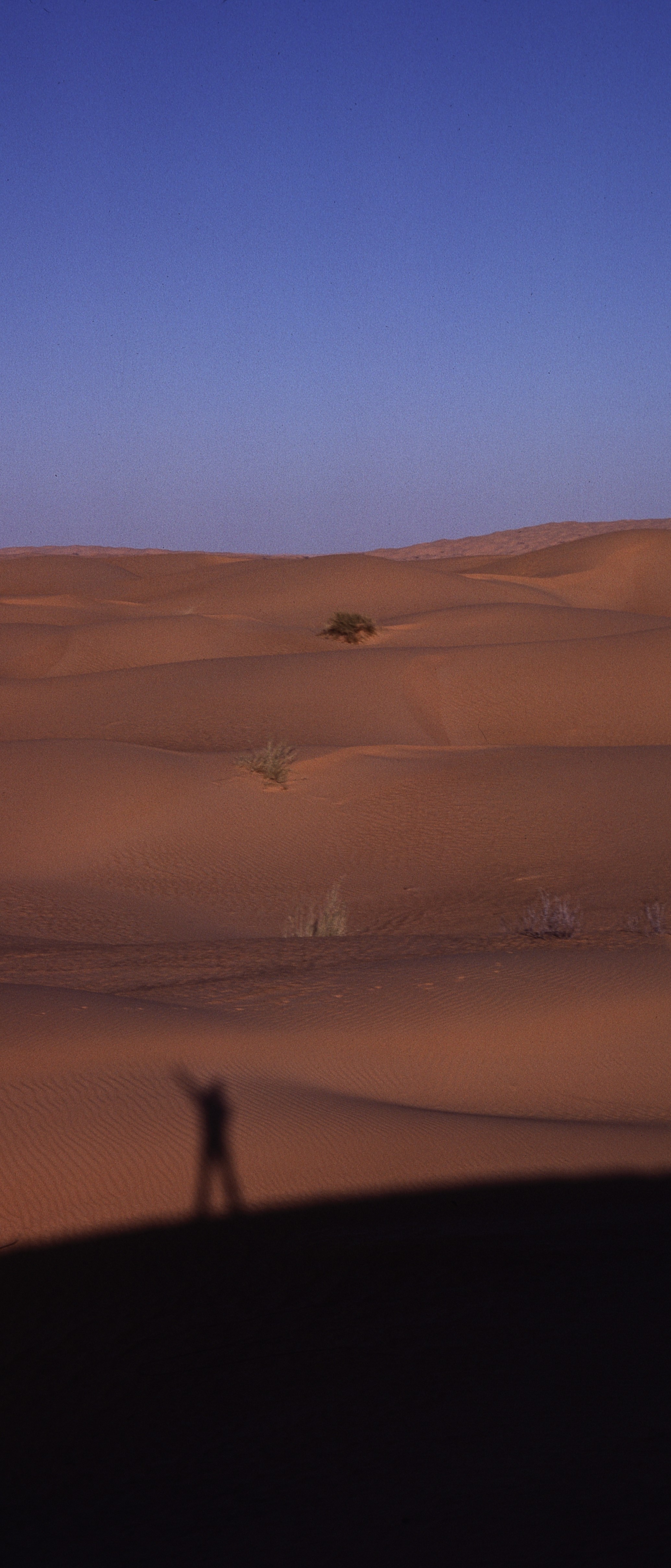 Sahara 14 1981