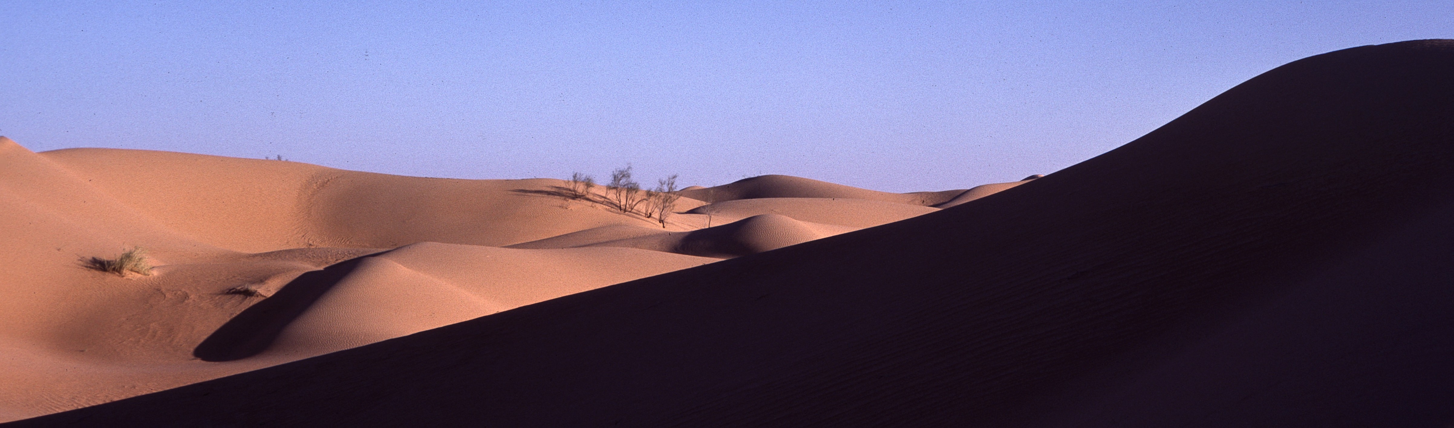 Sahara 19 1981