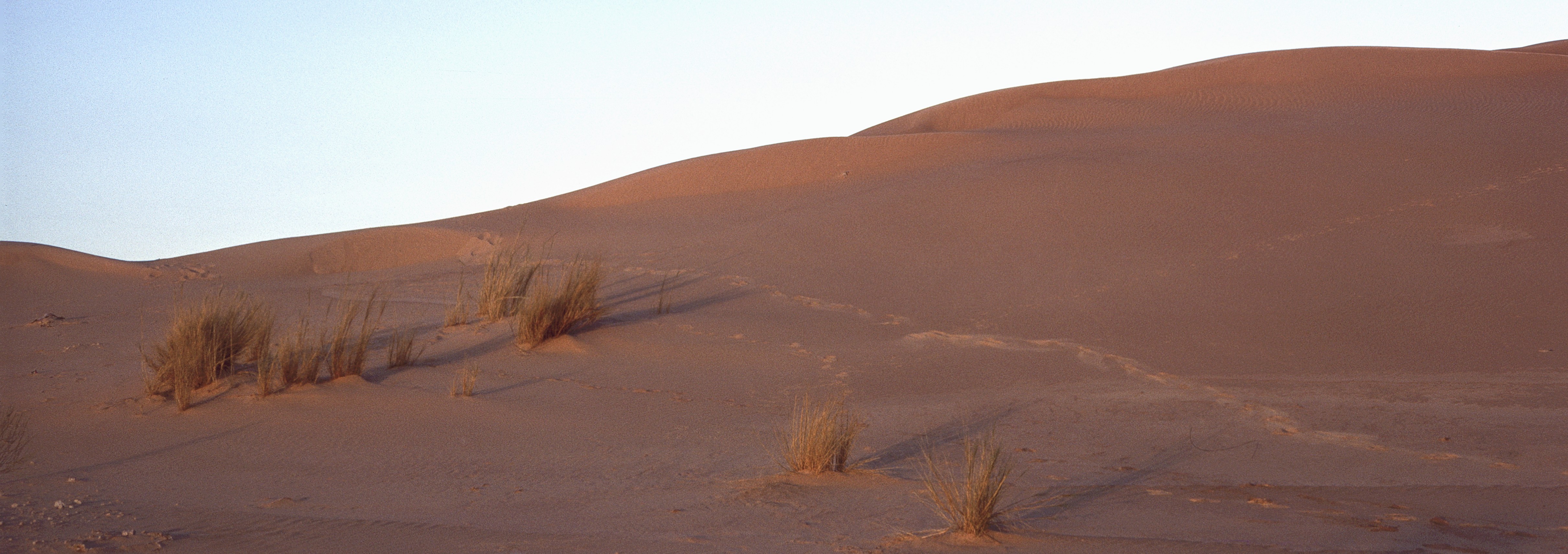 Sahara 23 1980