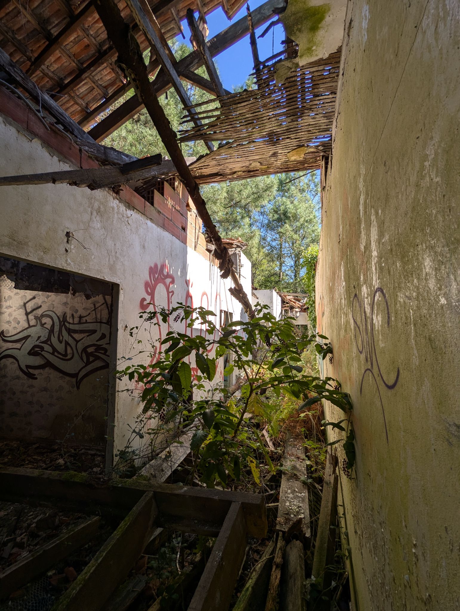 PXL 20241013 120218409