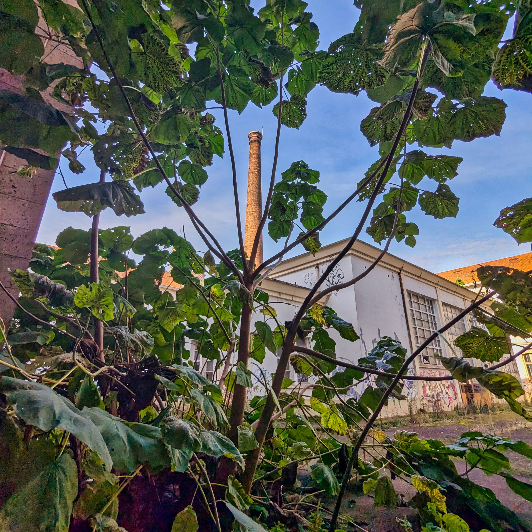 PXL 20241020 090117952