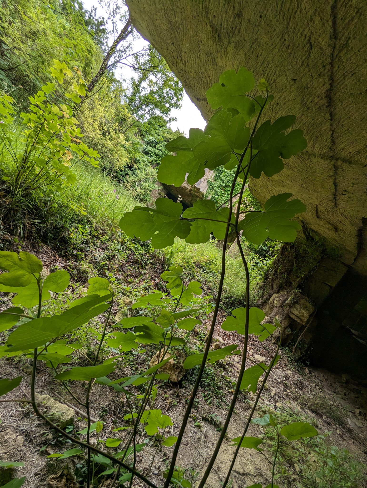 PXL 20240607 111003588